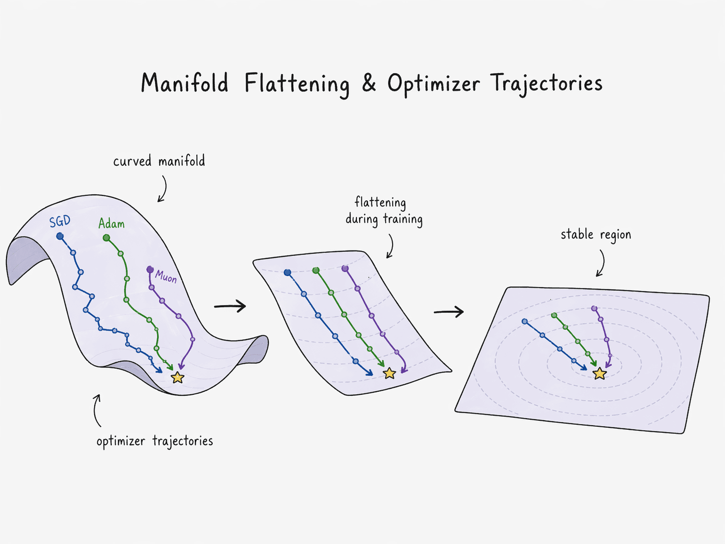 Three panels showing how training flattens a curved manifold. Left: a curved surface with SGD, Adam, and Muon trajectories descending toward a minimum. Middle: the manifold partially flattened during training. Right: the fully flat, linearly separable region with concentric contour lines, all three optimizers converging to the optimum.