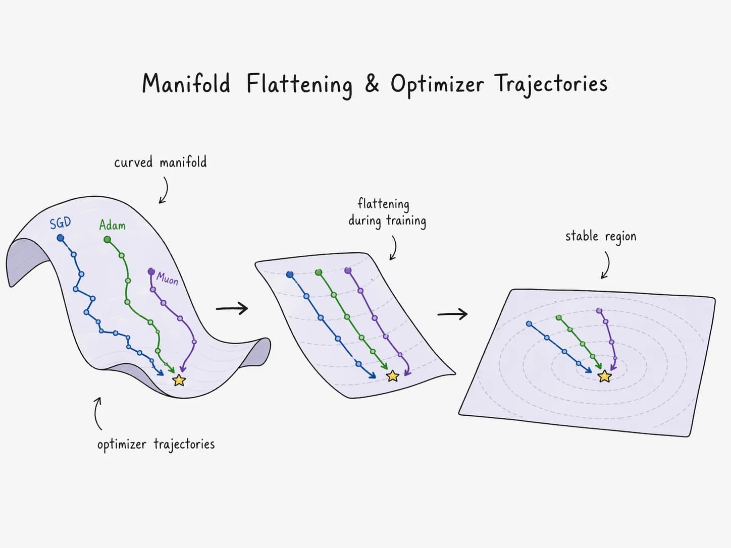 Three panels showing how training flattens a curved manifold. Left: a curved surface with SGD, Adam, and Muon trajectories descending toward a minimum. Middle: the manifold partially flattened during training. Right: the fully flat, linearly separable region with concentric contour lines, all three optimizers converging to the optimum.